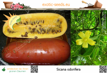 Sicana odorifera, 6 Samen